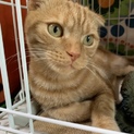 保護猫スコくん 可愛いすぎるんです♡