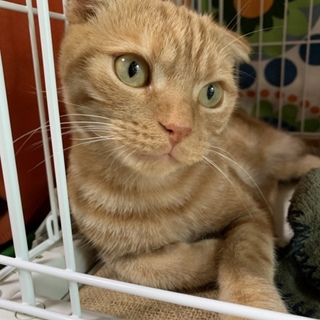 保護猫スコくん 可愛いすぎるんです♡