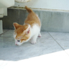 約一か月ちょい。茶白のきじ猫、とらじ君 サムネイル7