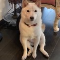 豆柴のしろちゃんです