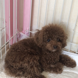応募多数トイプードル パピー男の子