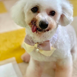 斗米（とまい）穏やかビション