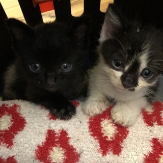 無事兄妹一緒に譲渡しました！