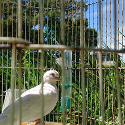 「「ぎん」だぜ！」サムネイル2