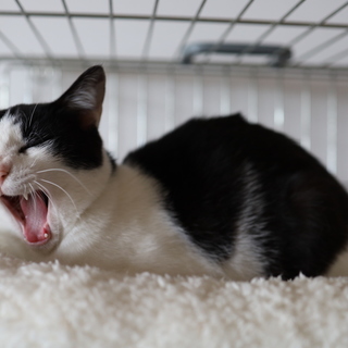 プリ男くん　(ぷりおくん)