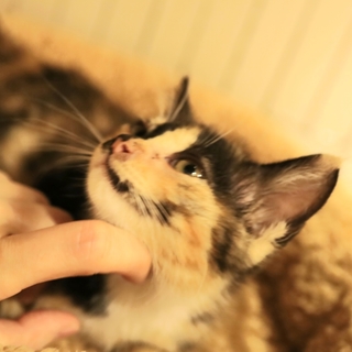 三毛こねこ　びすこちゃん