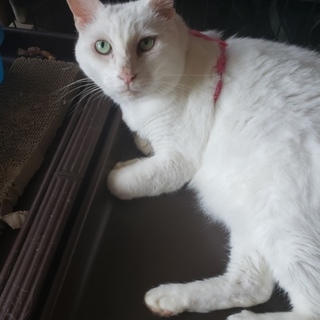 おとなしい白猫くん
