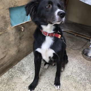 甘えん坊の黒の元気いっぱいの犬