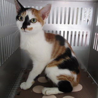 譲渡されました。