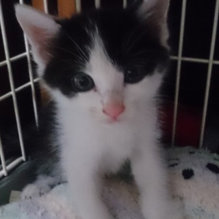 元気いっぱい子猫男の子(*^^*)