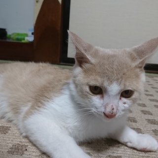 生後4ヶ月くらいの子猫です　