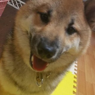 柴犬（男の子）里親様募集