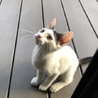 人が大好きな甘えん坊❤️ サムネイル4