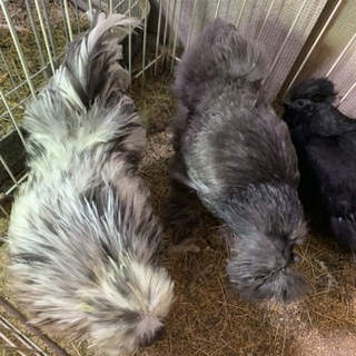 アメリカンシルキー若鶏ペア