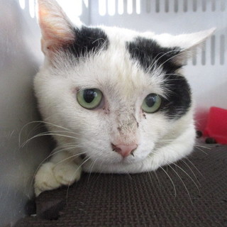 譲渡されました。