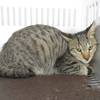 譲渡されました。