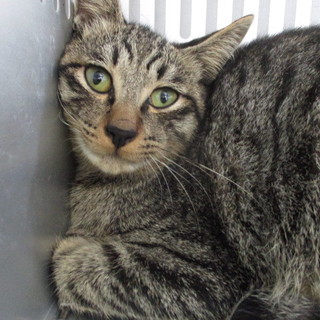 譲渡されました。