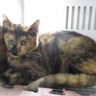 譲渡されました。