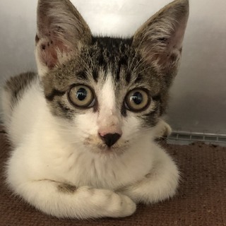 譲渡されました。