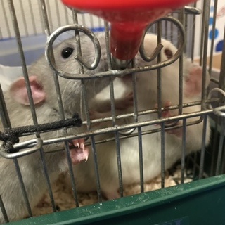 ファンシーラット里親様募集