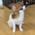 里親さん決まりました。有難うございました。