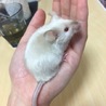 マウス里親決定しました。ありがとうございます。 サムネイル2