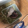 マウス里親決定しました。ありがとうございます。 サムネイル3