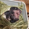マウス里親決定しました。ありがとうございます。 サムネイル4