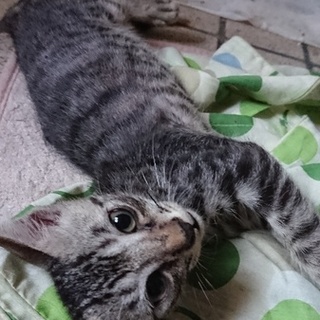 僕を家族にしてください❗