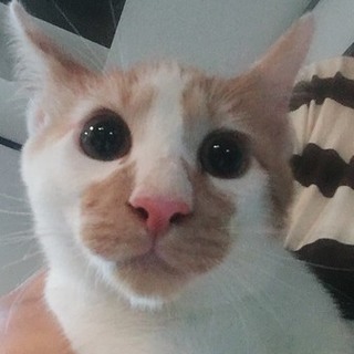 茶白の男の子