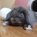 うさぎの里親になれる方を募集してます。