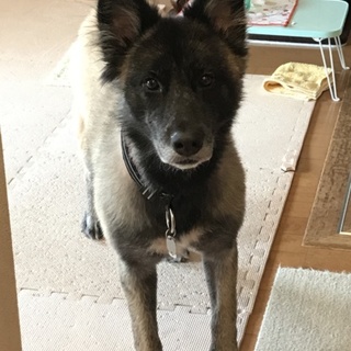 くろすけくんトライアル決定です！