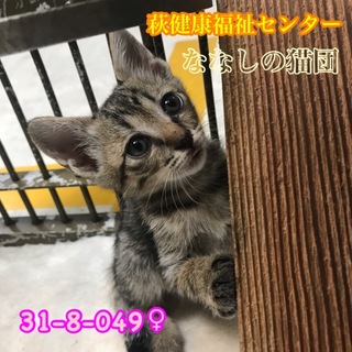 可愛いキジトラ子猫 049 兄妹で収容 