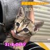 可愛いキジトラ子猫 049 兄妹で収容  サムネイル2
