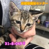 可愛いキジトラ子猫 049 兄妹で収容  サムネイル3
