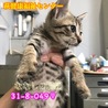 可愛いキジトラ子猫 049 兄妹で収容  サムネイル4