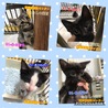 可愛いキジトラ子猫 049 兄妹で収容  サムネイル5
