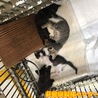 可愛いキジトラ子猫 049 兄妹で収容  サムネイル7