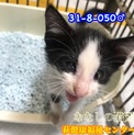 可愛い黒白ハチワレ子猫 050 兄妹で収容