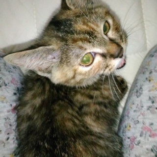 良い里親ｻﾝ決まりました❗真剣な里親ｻﾝのみ❗