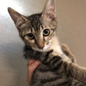 子猫  里親募集