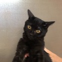 子猫  里親募集
