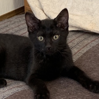 #黒猫 もじゃくん