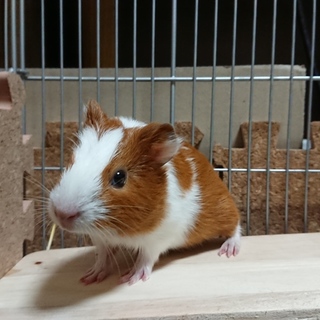 イングリッシュモルモットの赤ちゃん（交渉中）