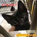可愛い黒子猫ちゃん♀051 兄妹で収容