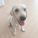 遊ぶの大好きなイエローのラブラドール ♀！！