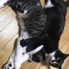 ヤンママ