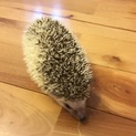 ハリネズミ