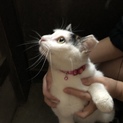 美人猫里親募集