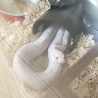 コーンスネーク スノーモトレー 里親募集です